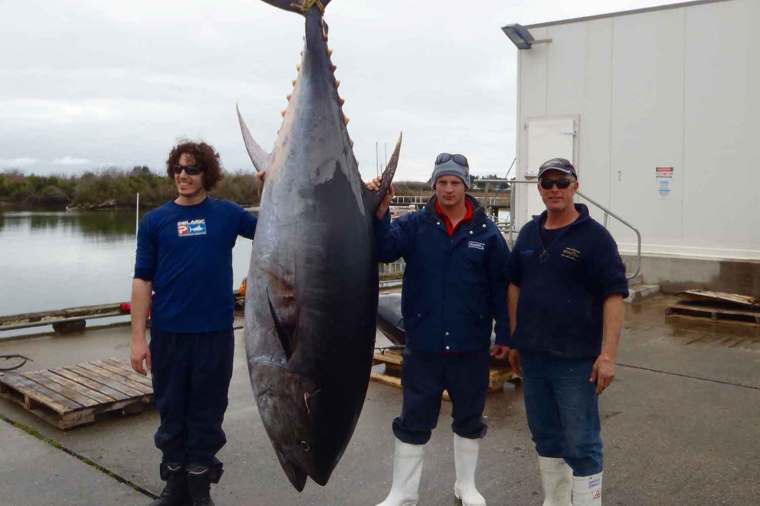 A giant bluefin tuna caught from the Galileo